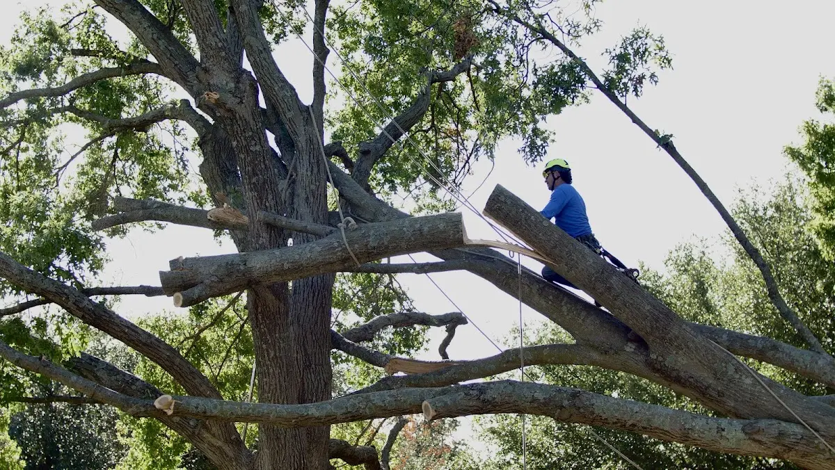 Professional Crown Thinning performed by certified arborists in Wellborn